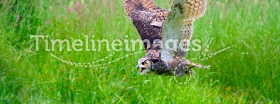 Great Horned Owl Flying