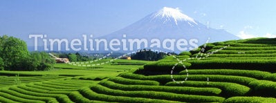Mount Fuji XCII