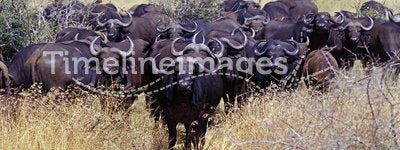 African Buffalo 1