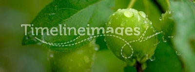 Green Crabapple