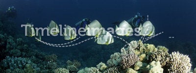 Fish along coral reef