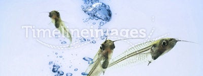 Transparent fish