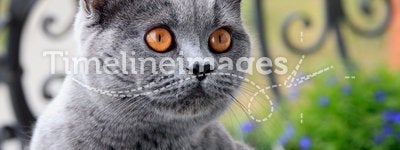 Cat British blue shorthair