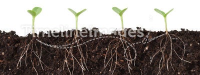 Seedlings and Roots Cutaway