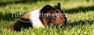 Young guinea pig