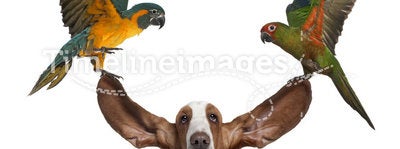 Bleu throated Macaw and Golden capped parakeet
