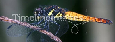 Yellow asian dragonfly