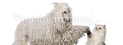 White Corded Standard Poodle