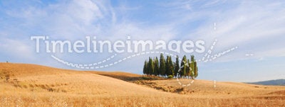 Wheat fields in Tuscany