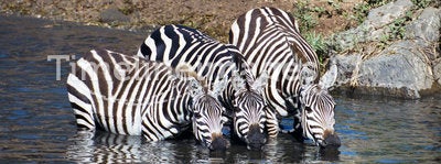 Zebra having a drink