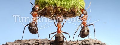 Ants bring living nature on dead rocks, concept