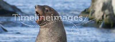 Male fur seals on the beach of the Antarctic.