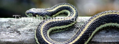 Sunbathing Garter snake