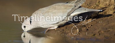 Cape Turtle Dove (Streptopelia capicola), Botswana