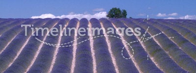 Provence - Hill of lavender