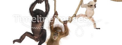 Young Orangutan, young Pileated Gibbon and young Bonobo hanging on ropes
