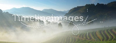 Beautiful strawberry farm and mountaineer among mountain and fog