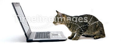 LAPTOP COMPUTER and Cat