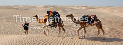 Camel caravan in desert Sahara
