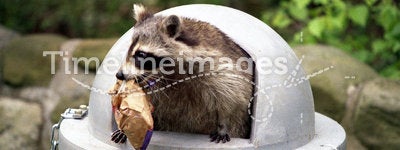 Raccoon raiding trash can.