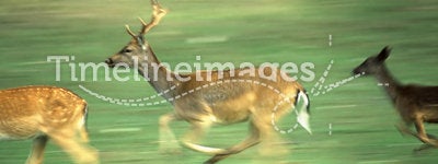 Running deers