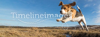 A dog jumping over water