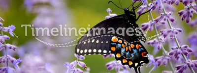 Butterfly with Purple Flowers