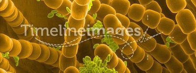 Stamen hairs and pollen grains