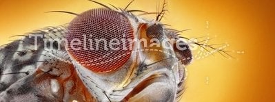 Fruit fly macro