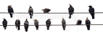 Birds on a Wire. Isolated on