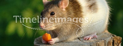 Mouse with a carrot