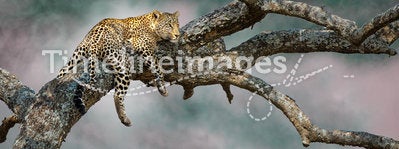 The elusive leopard