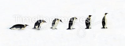 Penguin Evolution