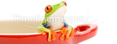 Frog looking out of pot