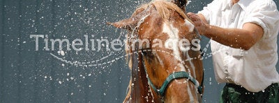 Horse shower