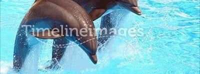 Leaping Dolphins