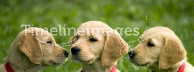Puppies of golden retriever