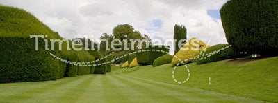 Topiary hedges and lawn