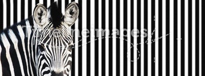 Zebra on striped background looking at camera