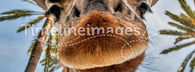 Giraffes head