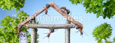 Team of ants constructing wooden house, teamwork