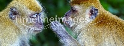 Monkeys whispering secrets