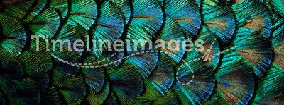 Peacock feathers in macro