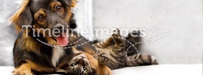Puppy and kitten. Playing on a sofa