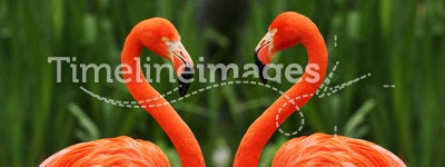 Flamingo love talk