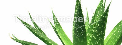 Aloe vera leaves 1