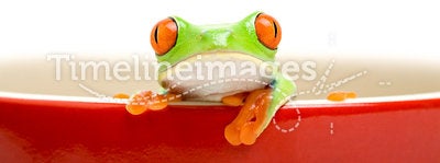 Frog in cooking pot isolated o