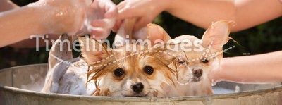 Puppies in a Bath