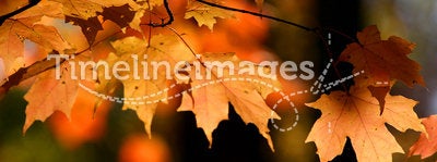 Orange autumn leaves, backlit