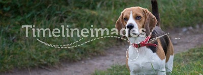 Beagle - Dog
